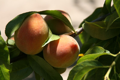 080 IMG_7444 Peaches nearly ready to be picked at Arnie and  Helenas.jpg